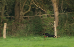 Hasenjagd_Page_270917_2_800.webp Hasenjagd_Page_270917_2_800.webp