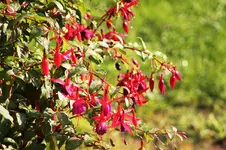 Fuchsien Ende September 2017 5.webp