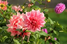 Dahlien 1.webp