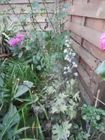 P1020059rittersporn.webp