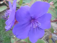 P1020051prinzessinnenblume.webp