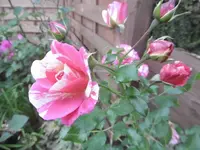 P1020055rose.webp