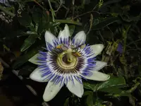 P1020052passi.webp