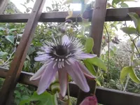 P1020048passi.webp