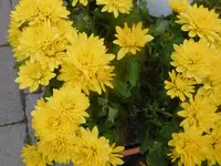 P1020050.webp
