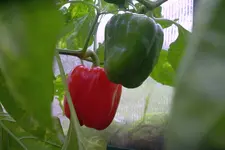 IMGP1760.webp