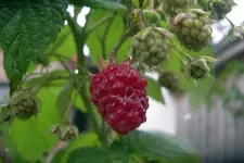 IMGP1763.JPG