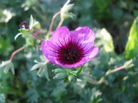 jolly jewel night.webp