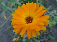 P1010691.webp