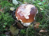 002_1024x768.webp