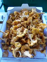 SAM_8439.webp