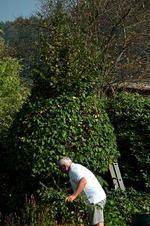 Rückschnitt vom Buchenbaum_800.JPG