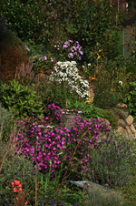 Hangbeet im Herbst-look1_800.webp Hangbeet im Herbst-look1_800.webp