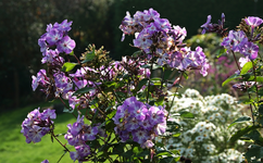 Phlox lila-weiss_Herbstaster weiss_900.JPG