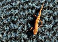 Teichmolch2_800.webp Teichmolch2_800.webp