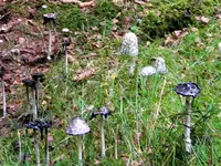 DSCN9798.webp