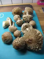 safranschirmling_576x768.JPG