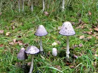 DSCN9797.webp