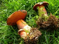 DSCN9813.webp