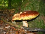 IMG_7959.JPG