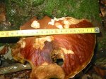 IMG_7960.JPG