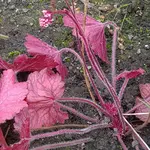 170930  Erste Blüte.jpg
