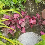 170930  rote Heuchera.webp
