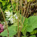 17 0930  Nachzügler Muskateller.webp
