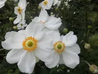 DSCI2222 (2).webp