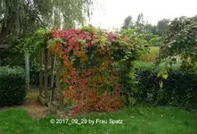 Spatzen-Garten Indian Summer P1080120.webp