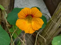 P1010676.jpg