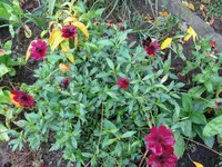 IMG_5793.webp