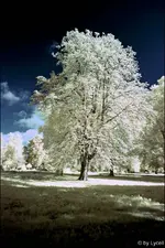 F004.webp