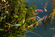 Fische2_Sarasa_Shubunkin_Goldfische_1000.webp Fische2_Sarasa_Shubunkin_Goldfische_1000.webp