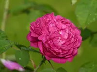 P1020660.webp