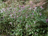 P1020071waldblüten.webp