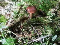 P1020067pilz.webp