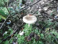 P1020066pilz.webp