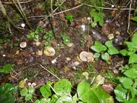 P1020065pilz.webp