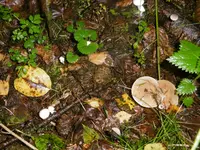 P1020064pilz.webp