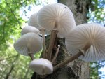 011_1024x768.JPG