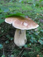 005_576x768.webp