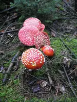006_576x768.webp
