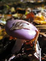 009_576x768.webp