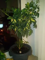 IMG_20171001_195430.webp