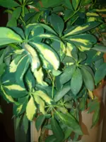 IMG_20171001_195438.webp