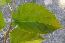 20170930_163258a_JungesBlatt.webp