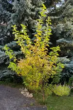 20170930_163013a_Bäumchen2017Sept.webp
