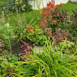 170930  Hamamelis.jpg