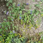 170930 Bartblume.webp